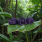 Ant Silk Midnight Purple - Side