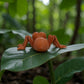 Ant Silk Red Copper - Back