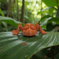 Ant Silk Red Copper - Front