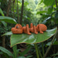 Ant Silk Red Copper - Side