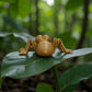 Ant Wood - Back