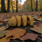 Baby Caterpillar Wood - Side