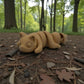 Baby Fox Wood - Side