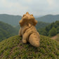 Baby Triceratops Skeleton Wood - Back