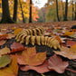 Centipede Wood - Back