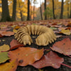 Centipede Wood - Front