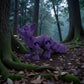 Cute Fox Silk Midnight Purple - Side