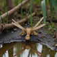 Dragonfly Wood - Back