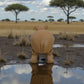 Hippo Wood - Back