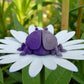 Ladybug Silk Midnight Purple - Back