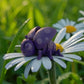 Ladybug Silk Midnight Purple - Side