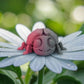Ladybug Silk Smokey Wine - Front