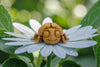 Ladybug Wood - Front
