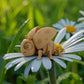 Ladybug Wood - Side