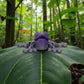 Mini Frog Silk Midnight Purple - Front