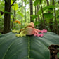 Mini Frog Silk Pink Yellow - Front