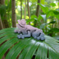 Mini Frog Silk Rainbow - Side
