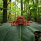Mini Frog Silk Red Copper - Front