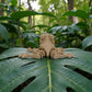 Mini Frog Wood - Back