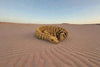 Skeleton Snake 2 Wood - Front